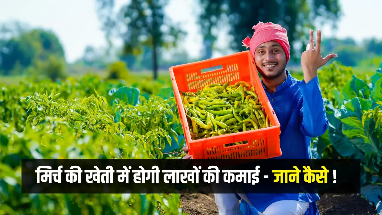 Green Chilli Farming Business Idea